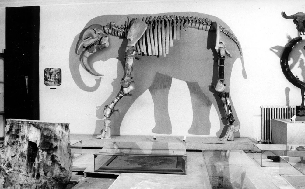 Extinct elephants - My, Elephants, Paleontology, Evolution, Animals, Interesting, Informative, Longpost, Dinoterium