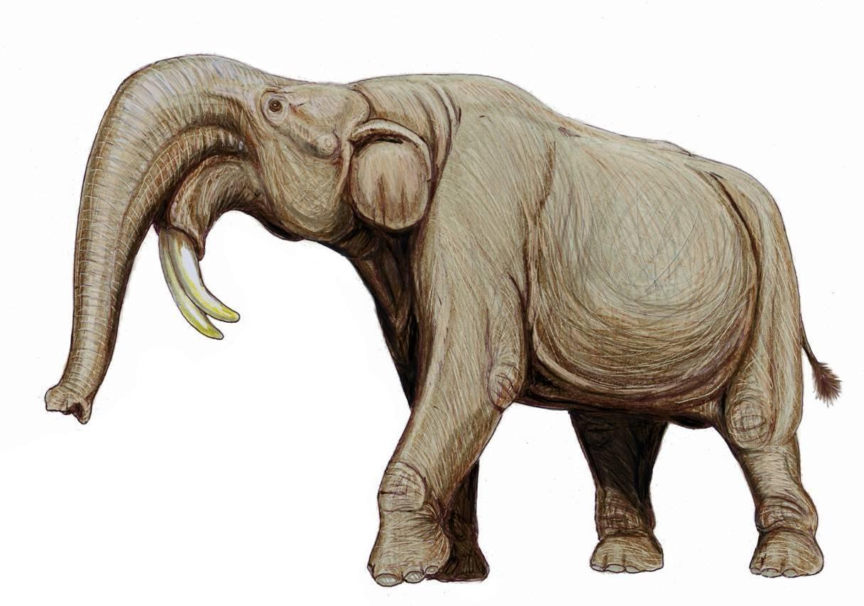 Extinct elephants - My, Elephants, Paleontology, Evolution, Animals, Interesting, Informative, Longpost, Dinoterium