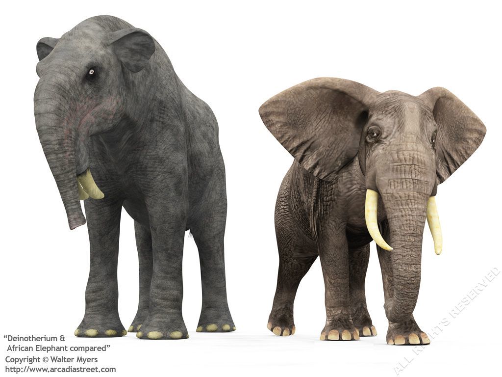 Вымершие слоники | Пикабу