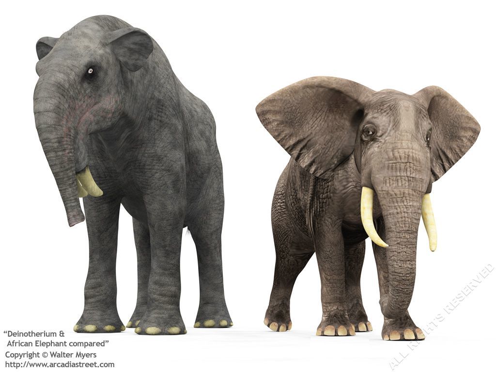 Extinct elephants - My, Elephants, Paleontology, Evolution, Animals, Interesting, Informative, Longpost, Dinoterium