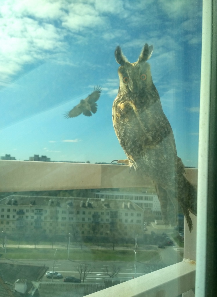 Nature has cleared up so much that owls have begun to return to Minsk! - Owl, Minsk, Longpost, Owl, Republic of Belarus