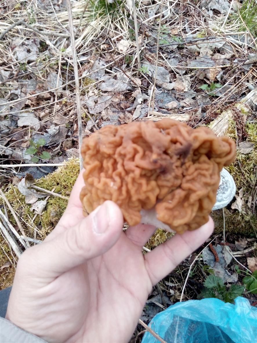 I'll dilute tits and cats with mushrooms - My, Mushrooms, Forest, Smolensk region, Longpost, Stitch