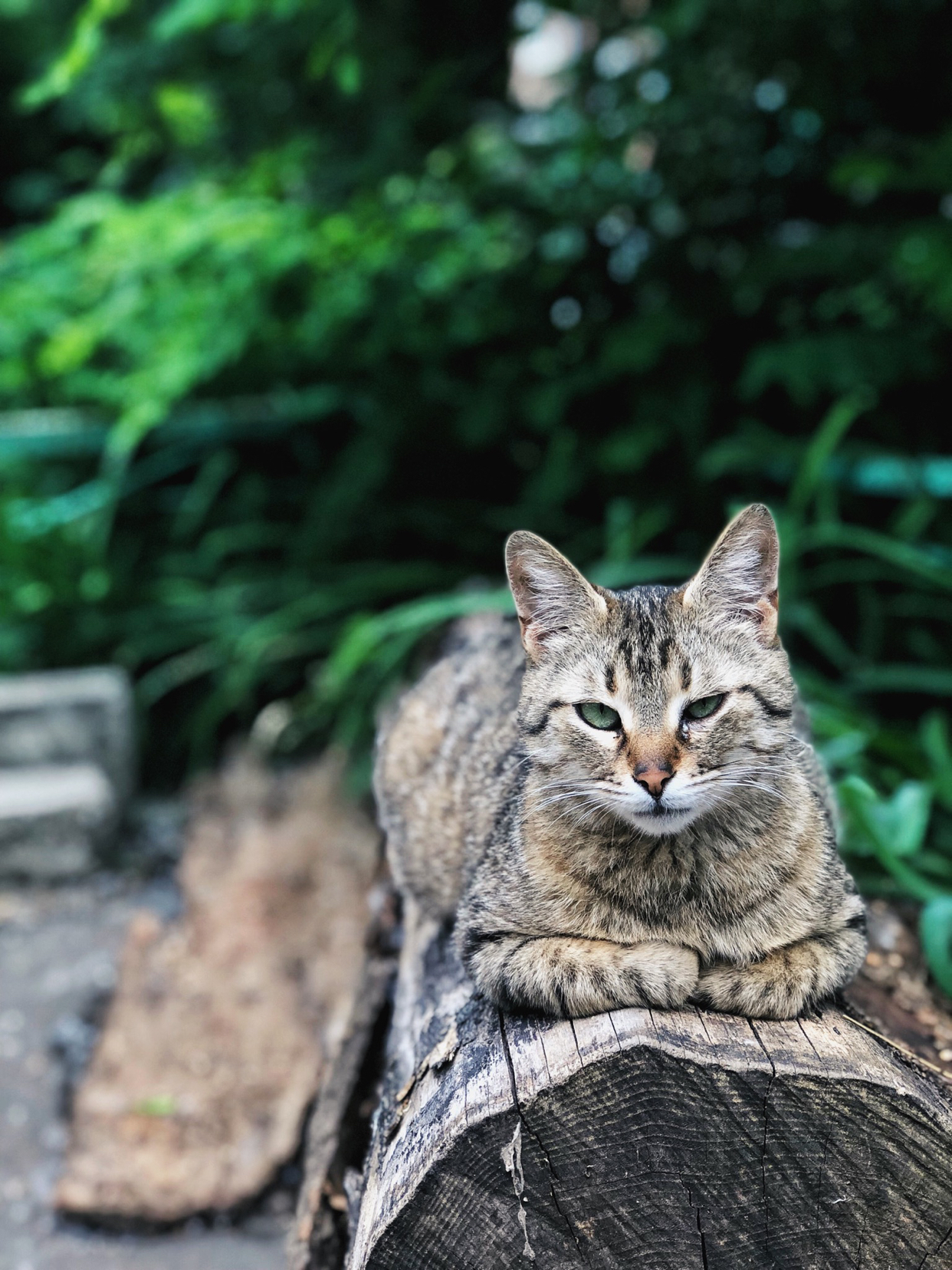 Weekend photo IV - My, cat, The photo, Longpost, Fat cats