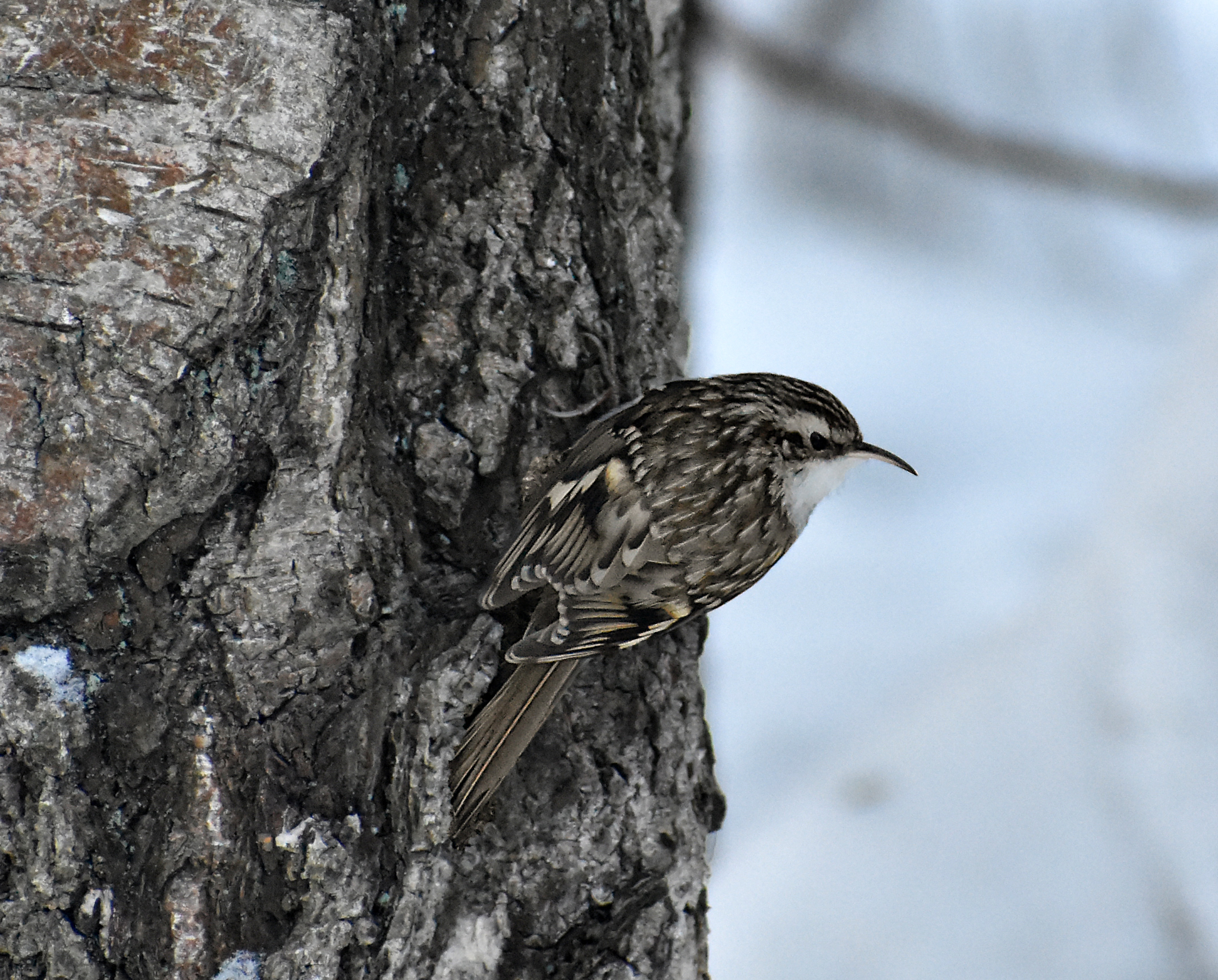 Various photos for 2018 - My, Ornithology, Birds, Nature, Schelkovo, Photo hunting, Hobby, Longpost