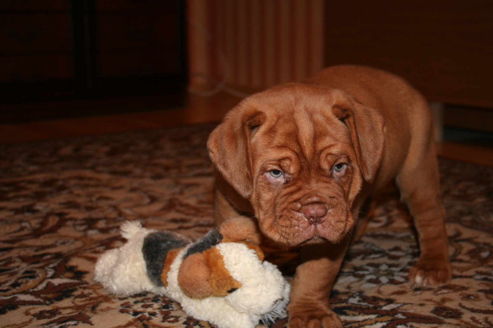 It was and became. Dogue de Bordeaux - My, It Was-It Was, Dog, Great Dane of Bordeaux, Longpost