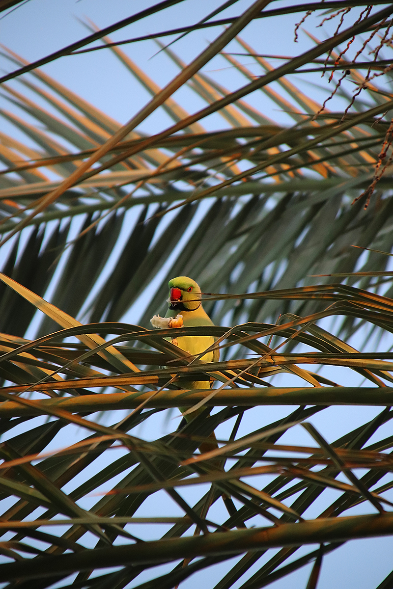 City birds - My, Birds, The photo, Ornithology, Longpost