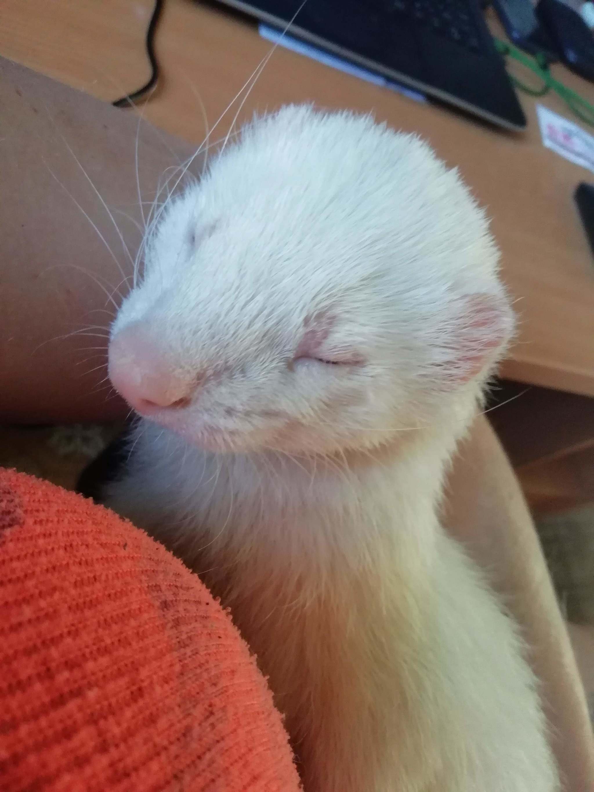 Ferret Misha - My, Ferret, Love, Death, Longpost