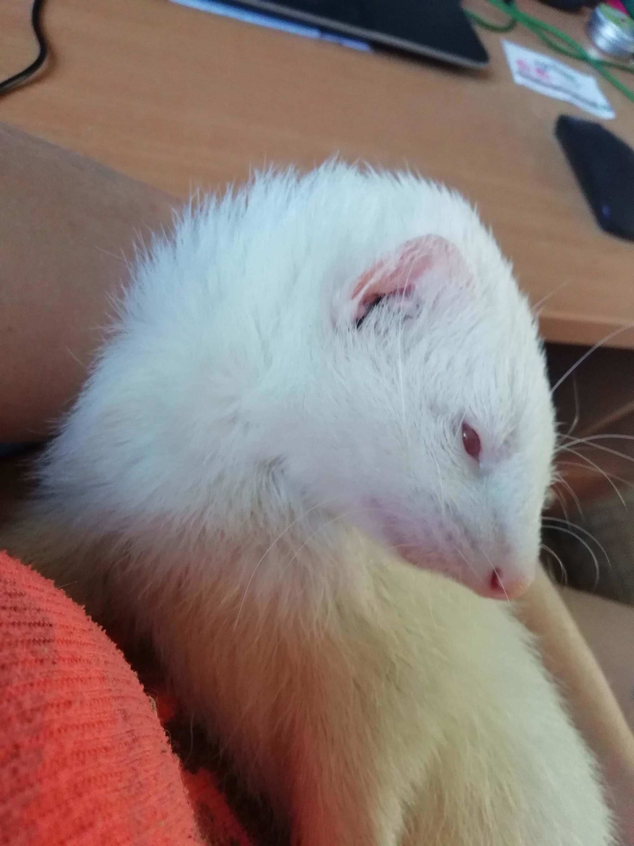 Ferret Misha - My, Ferret, Love, Death, Longpost