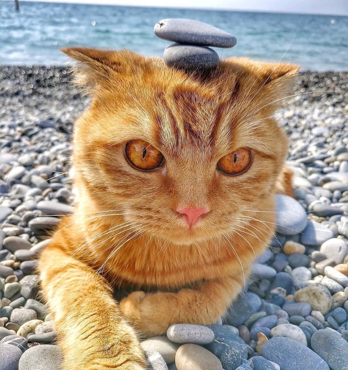 рыжий кот на море