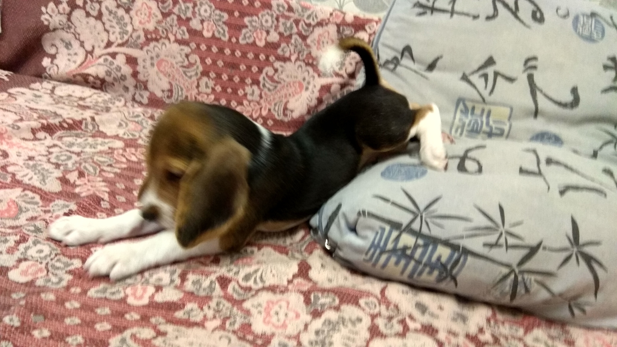 I got a dog - My, Beagle, Dog, Longpost