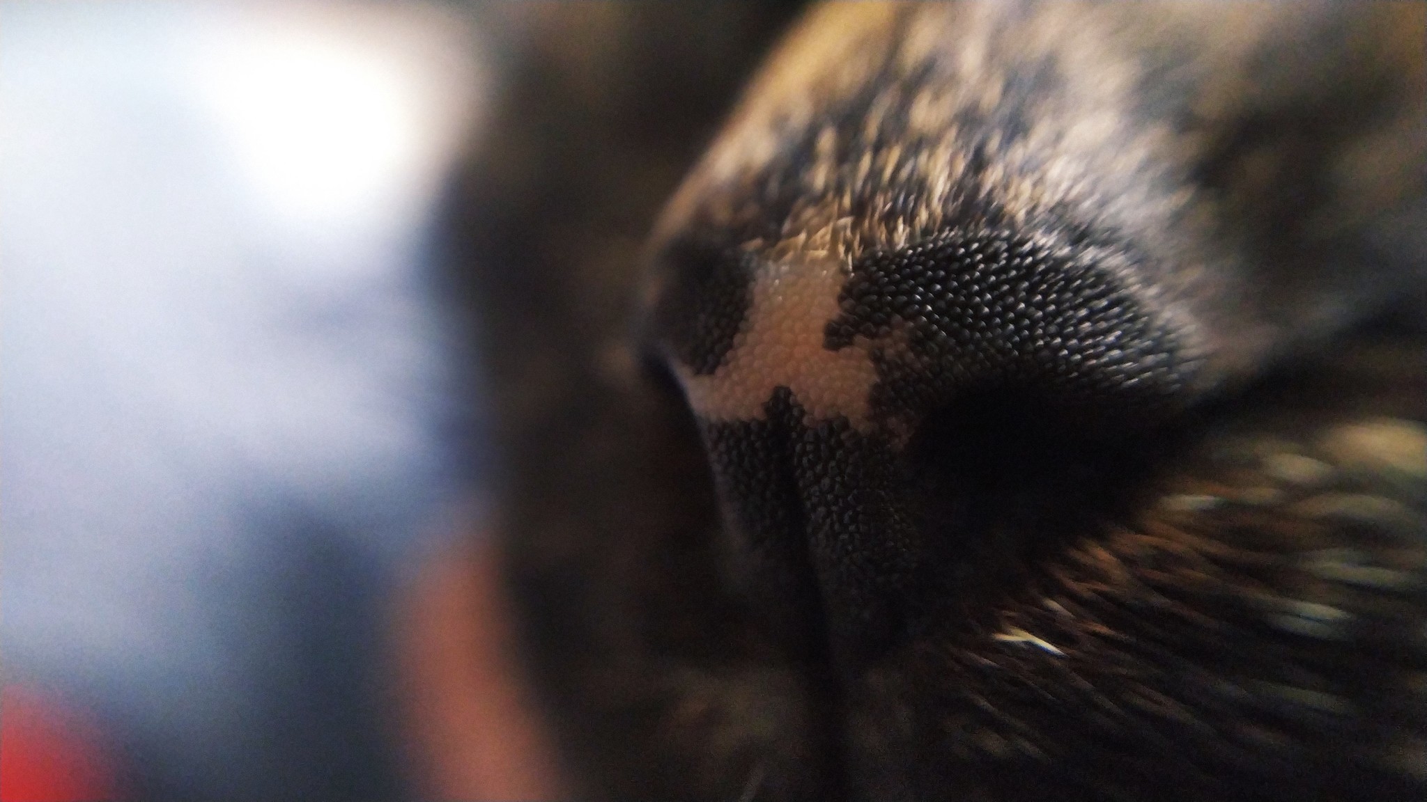 Noses - My, cat, Macro, Nose, Mobile photography, Macro photography