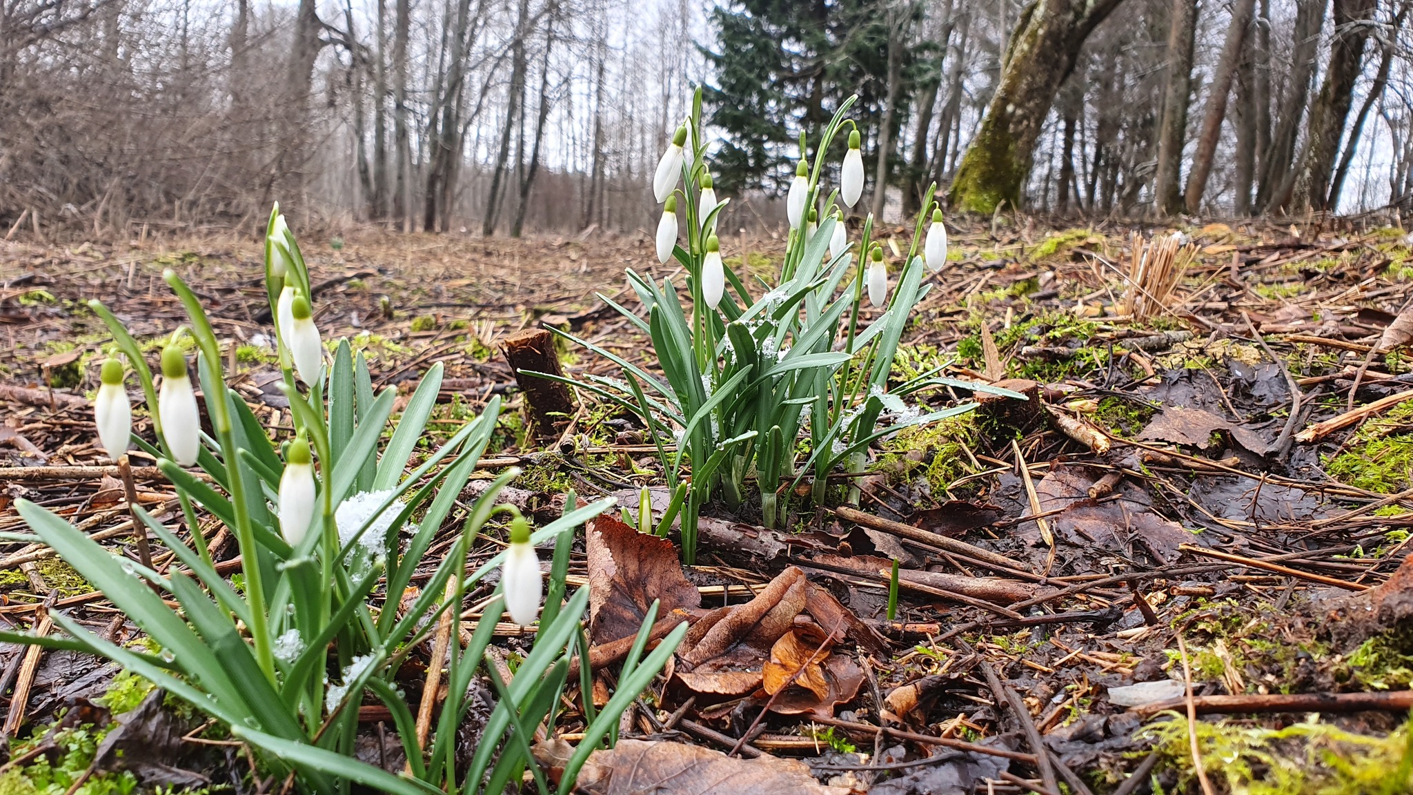 Make way for spring! - My, Spring, Flowers, Forest, Longpost