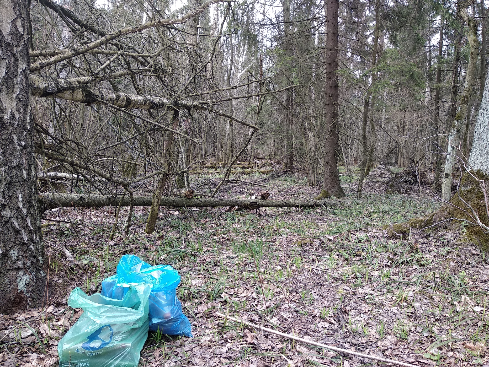 A useful walk. Elk Island Park - My, Elk Island, Self-isolation, Garbage, Walk in the woods, Let's save the earth, Longpost