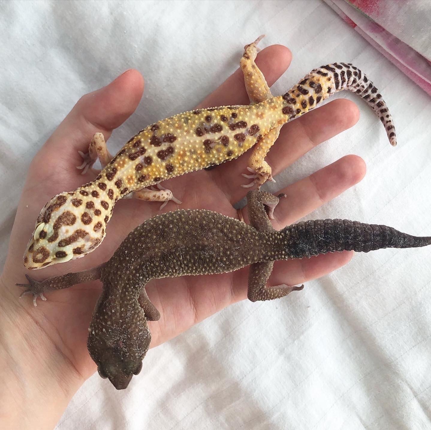 Leopard geckos - My, Eublefar, Gecko, Leopard gecko, Lizard, Reptiles, Reptiles at home, Milota, Longpost, Pets