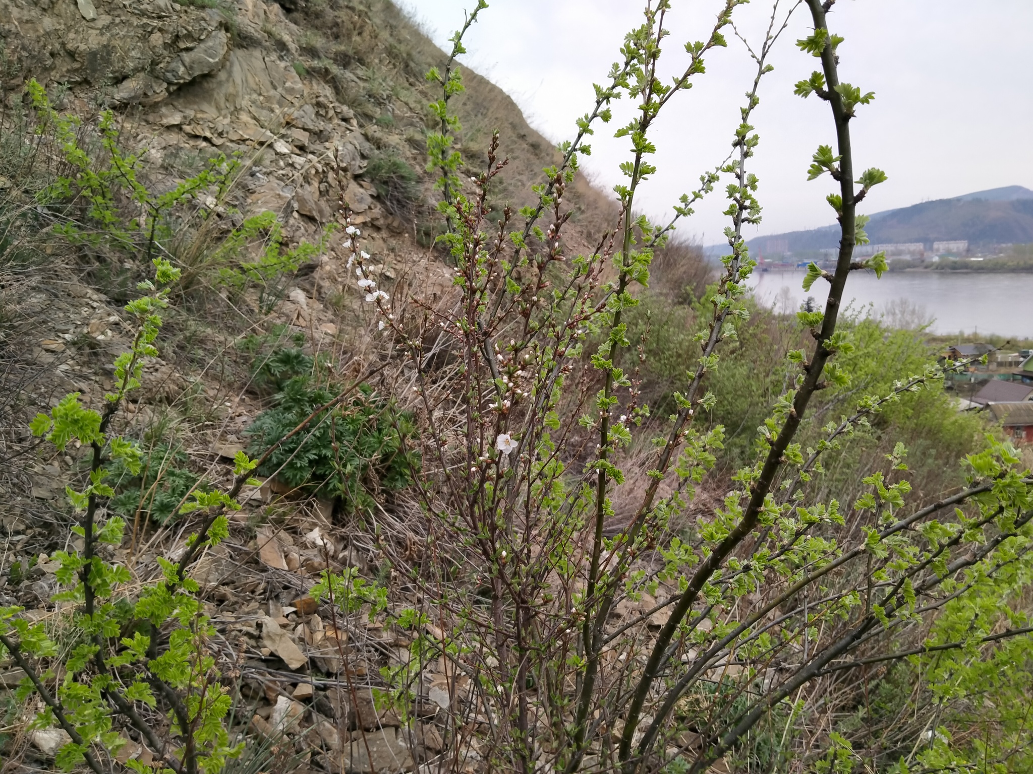 Krasnoyarsk flowers - My, The nature of Russia, Flowers, Spring, Krasnoyarsk, Longpost