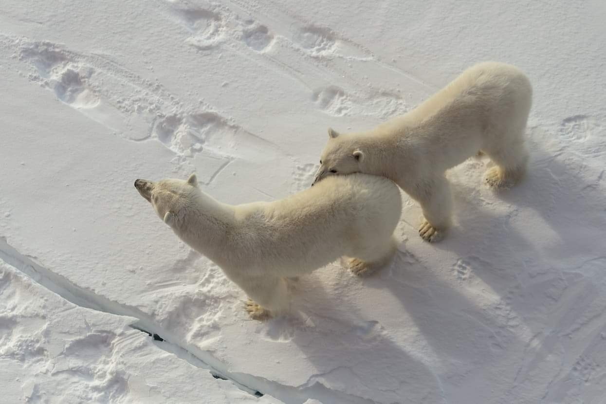 Polar bears approach nuclear icebreakers - The photo, The Bears, Polar bear, Longpost