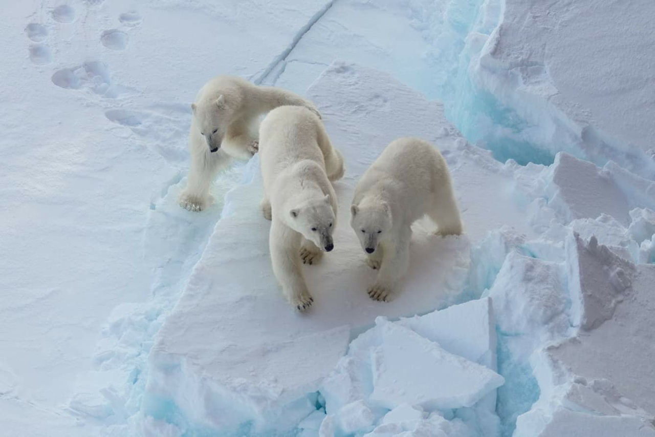 Polar bears approach nuclear icebreakers - The photo, The Bears, Polar bear, Longpost