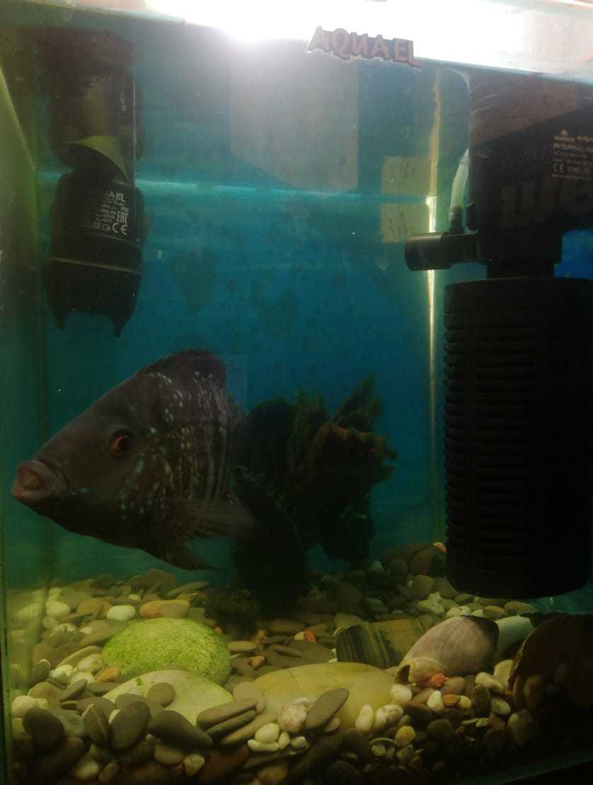 Thank you people for saving the fish - My, Aquarium, Cichlids, Aquarium fish, Text