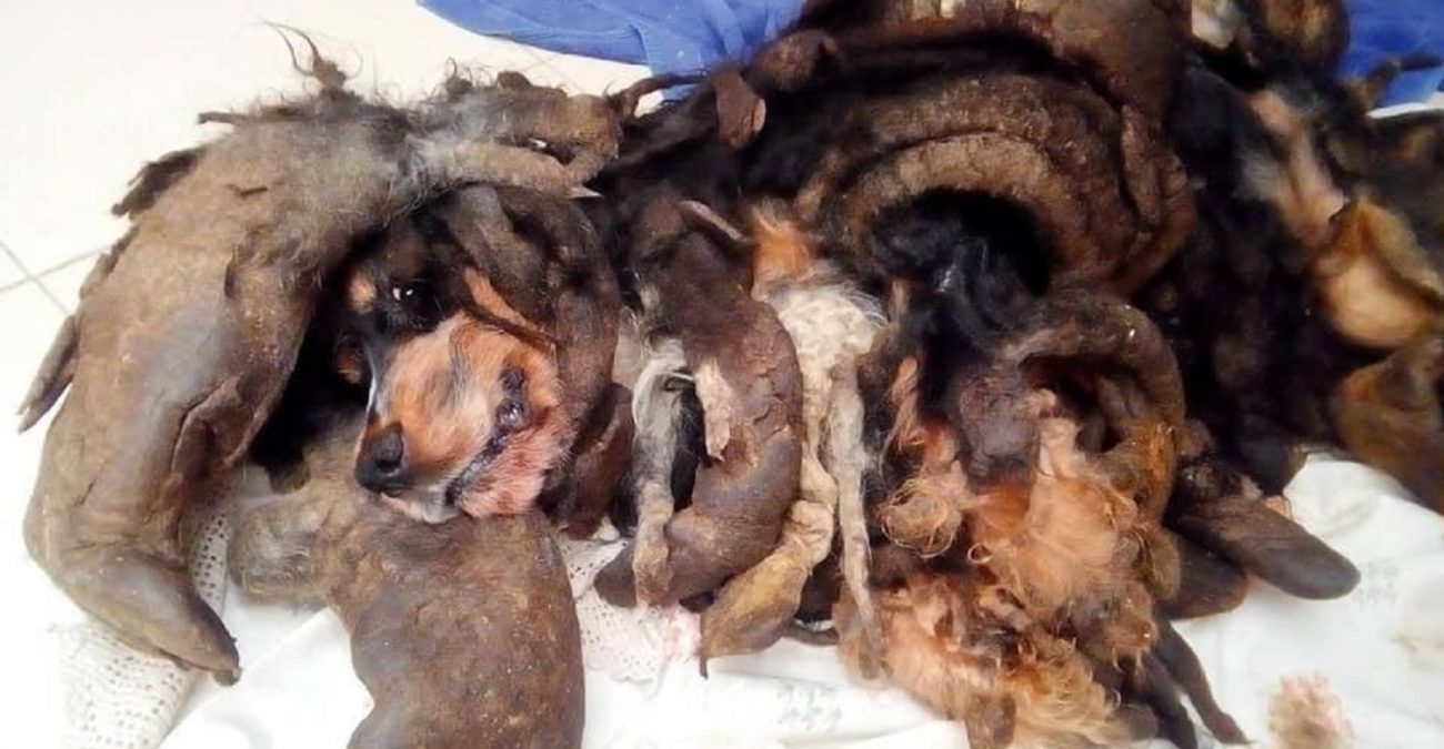 A man discovered a strange creature in his neighbors' yard. It turned out that this is a purebred dog, and the dog urgently needs help - Tangles, Cocker Spaniel, Animal Rescue, Kindness, Longpost, Dog