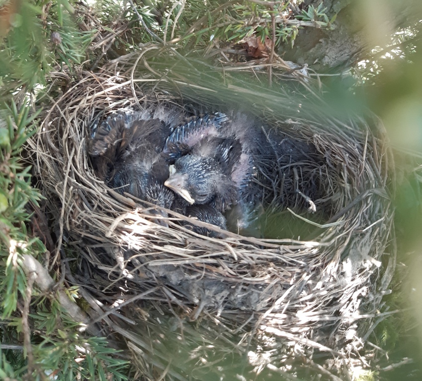 How long ago have you seen a blackbird chick?) - My, Chick, Nest, Spring, Thrush, Video, Longpost, Birds