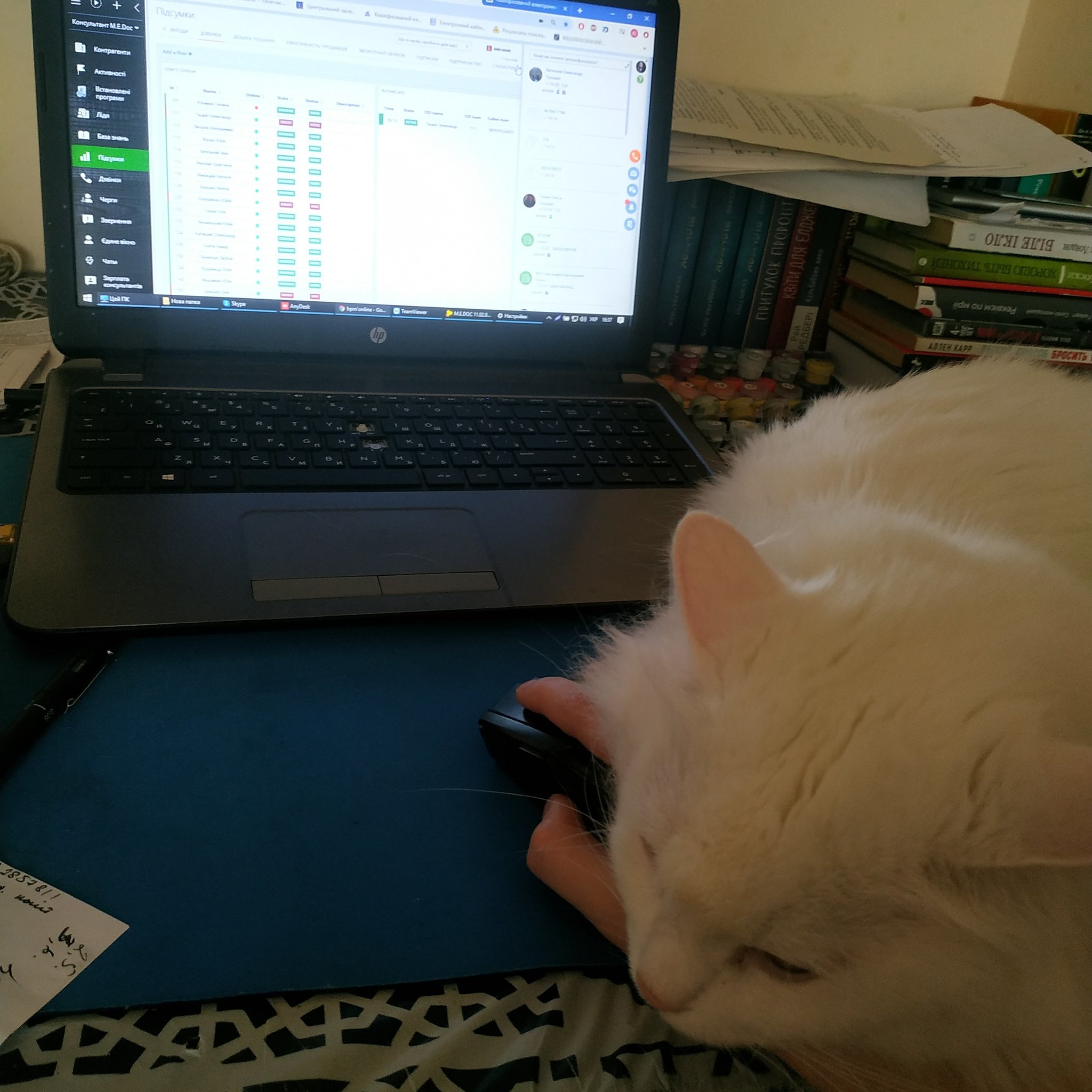 Remote work - My, cat, Remote work