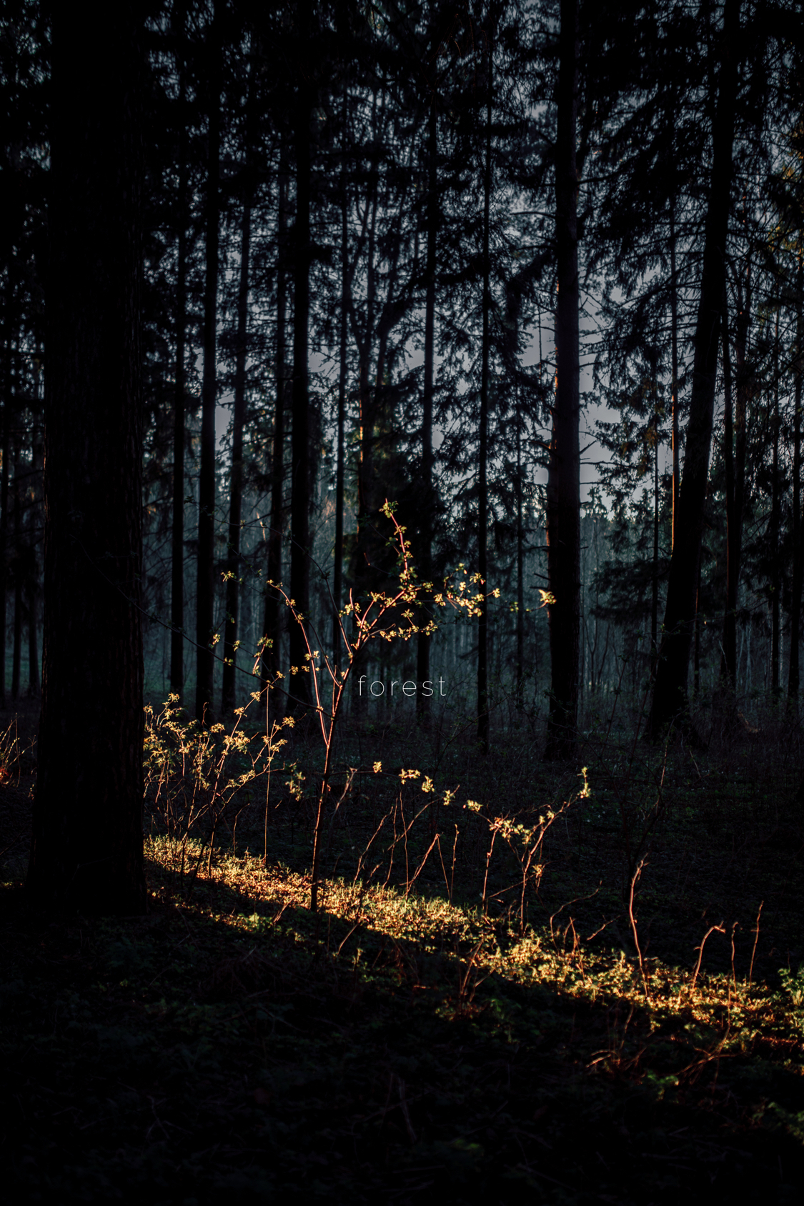 Forest trails - My, Forest, The photo, Nature, Spring, Pinery, Pine, Sunset, Tree, Longpost