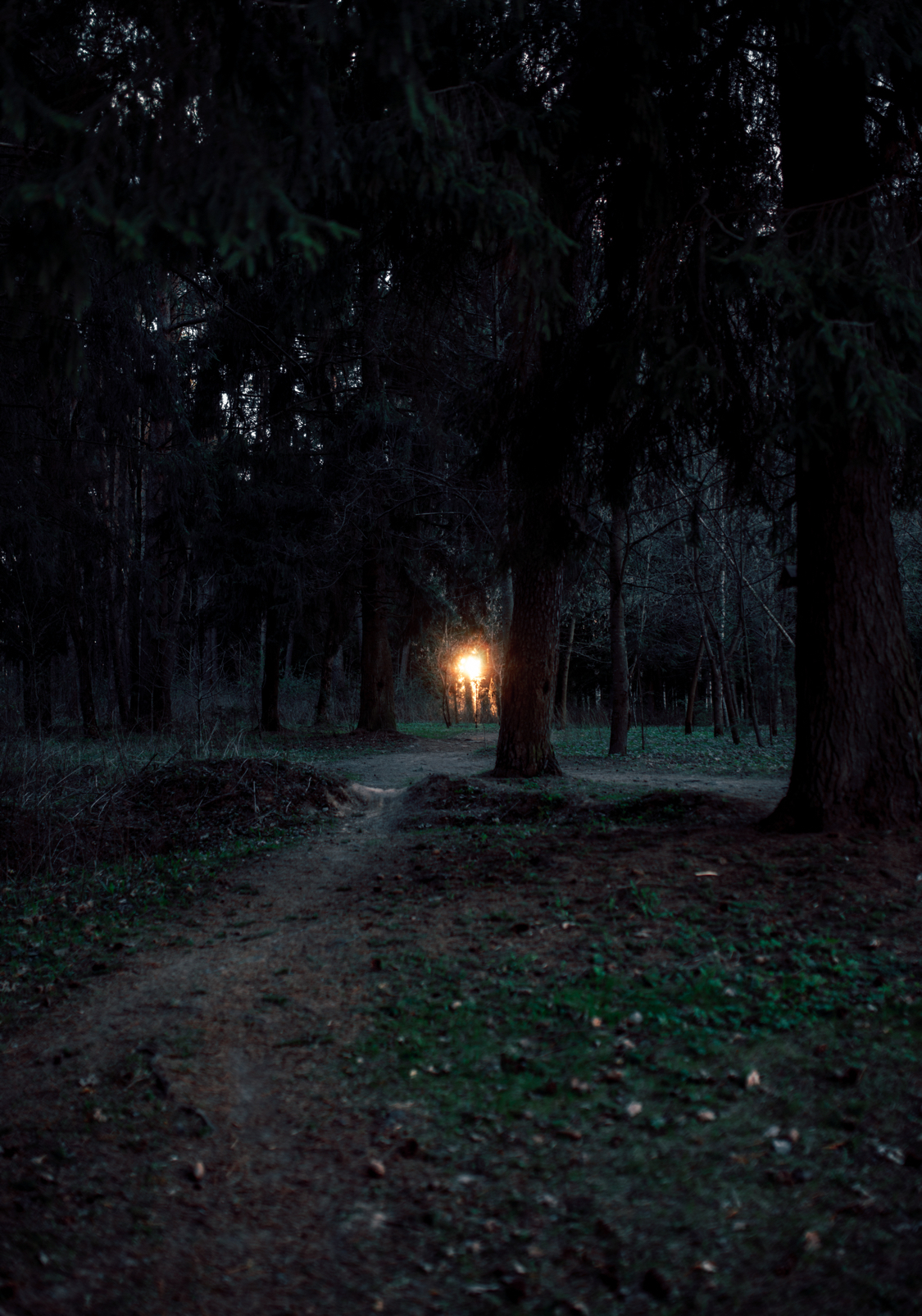 Forest trails - My, Forest, The photo, Nature, Spring, Pinery, Pine, Sunset, Tree, Longpost