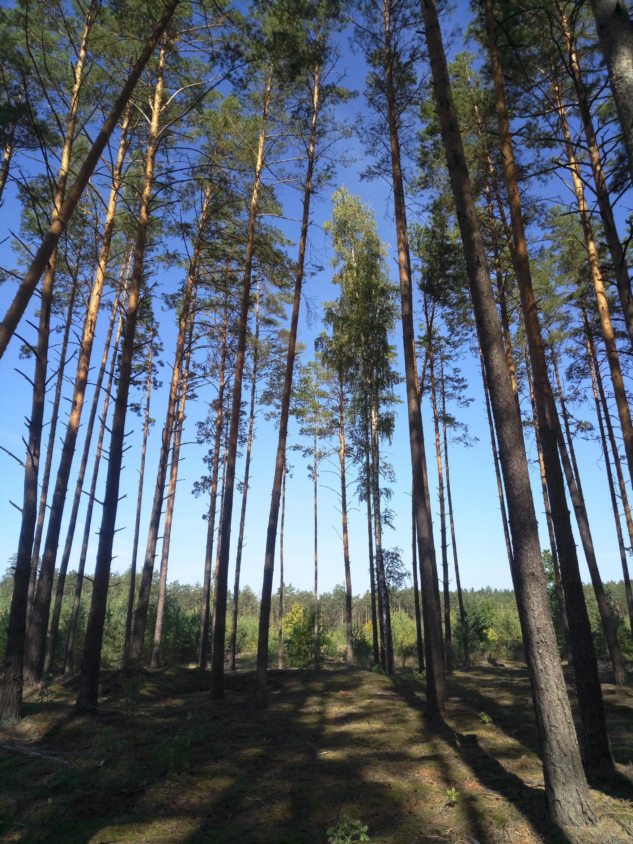 What Ukrainians like about the Republic of Belarus) - My, Republic of Belarus, Forest, Childhood, Memories, The photo, Nature, Longpost