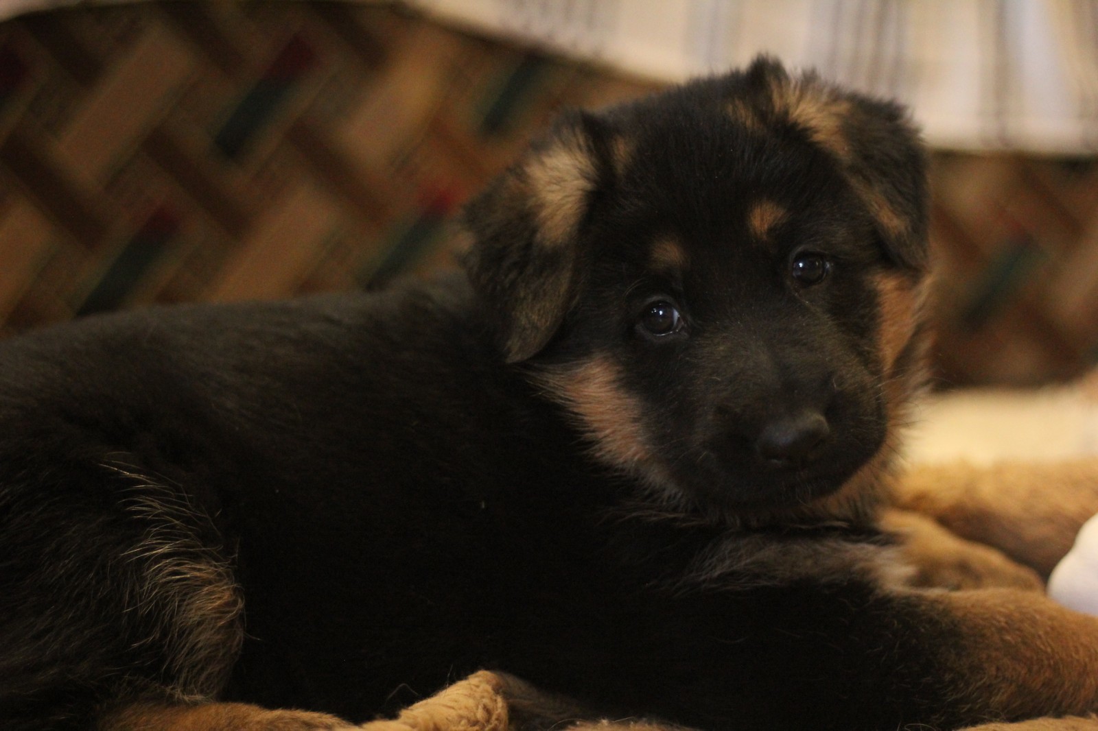 My black-and-white dream - My, Dog, German Shepherd, Puppies, It Was-It Was, Longpost