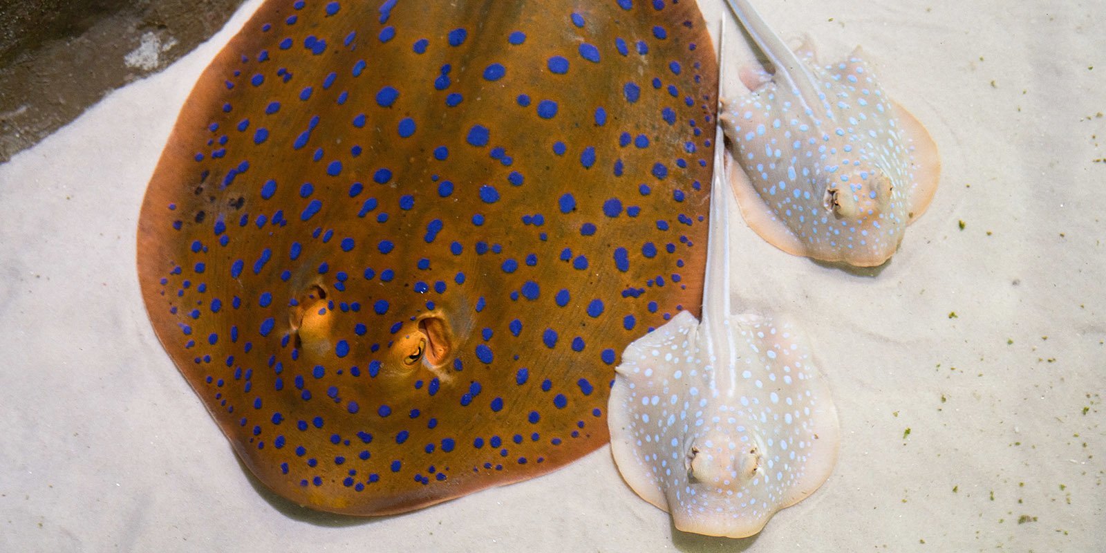 Blue-spotted reef stingrays were born for the first time in Moskvarium - My, Moscow, Moskvarium, Stingray, Animals, Longpost