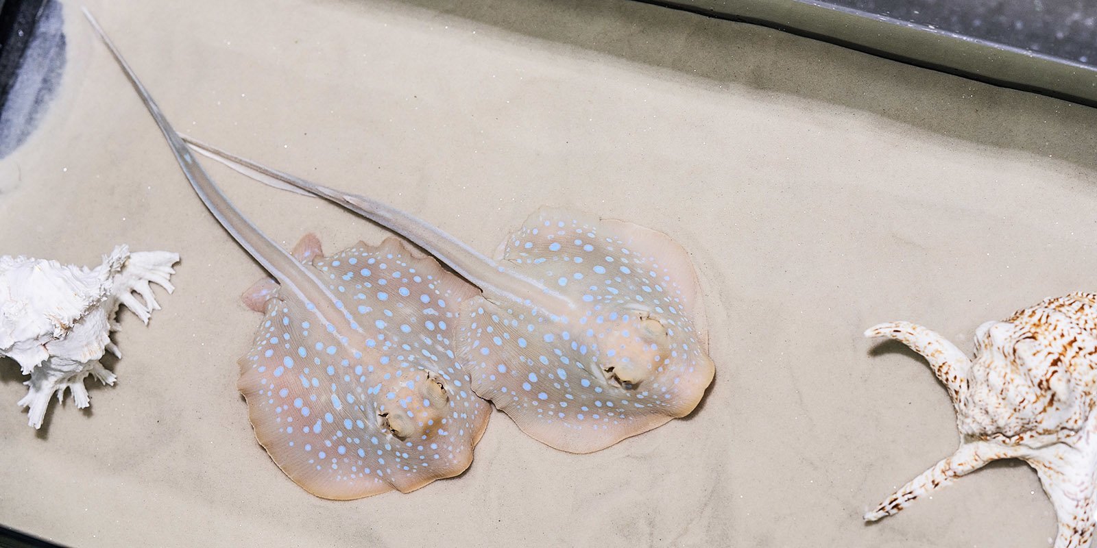 Blue-spotted reef stingrays were born for the first time in Moskvarium - My, Moscow, Moskvarium, Stingray, Animals, Longpost