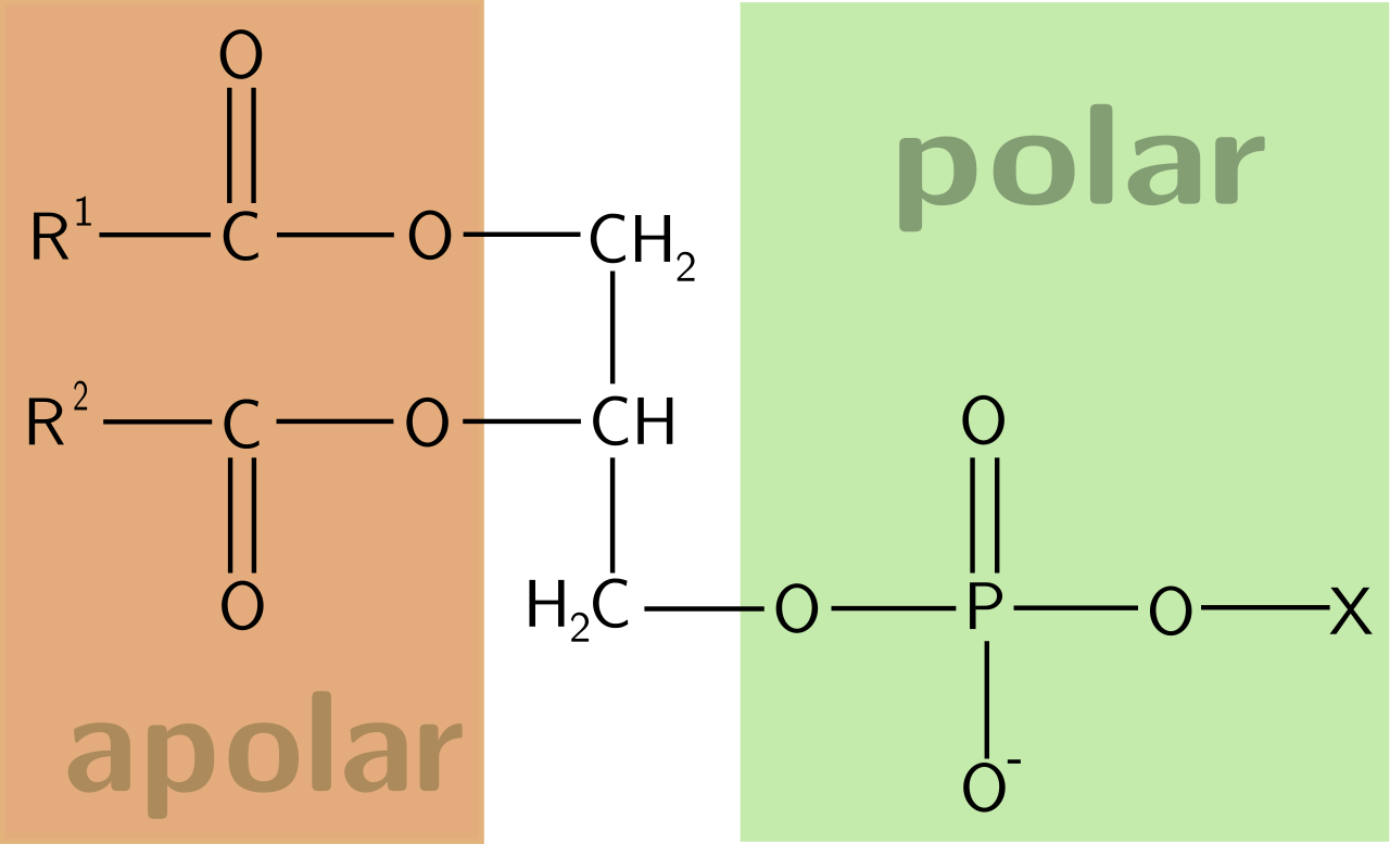 Химия. Сложные липиды (Фосфолипиды, гликолипиды) 2 часть. Что такое .