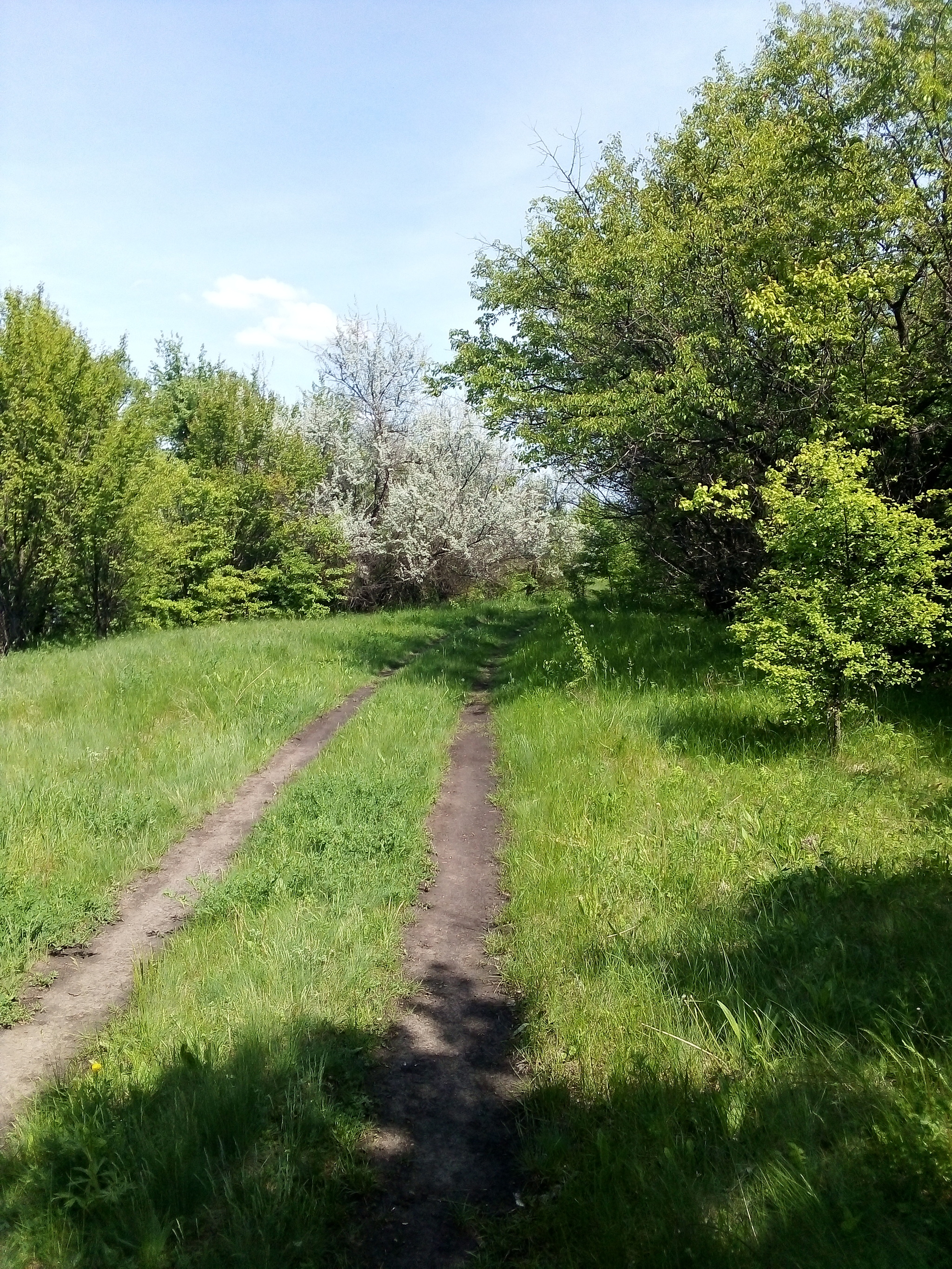 Went out for a walk :) - Nature, Forest