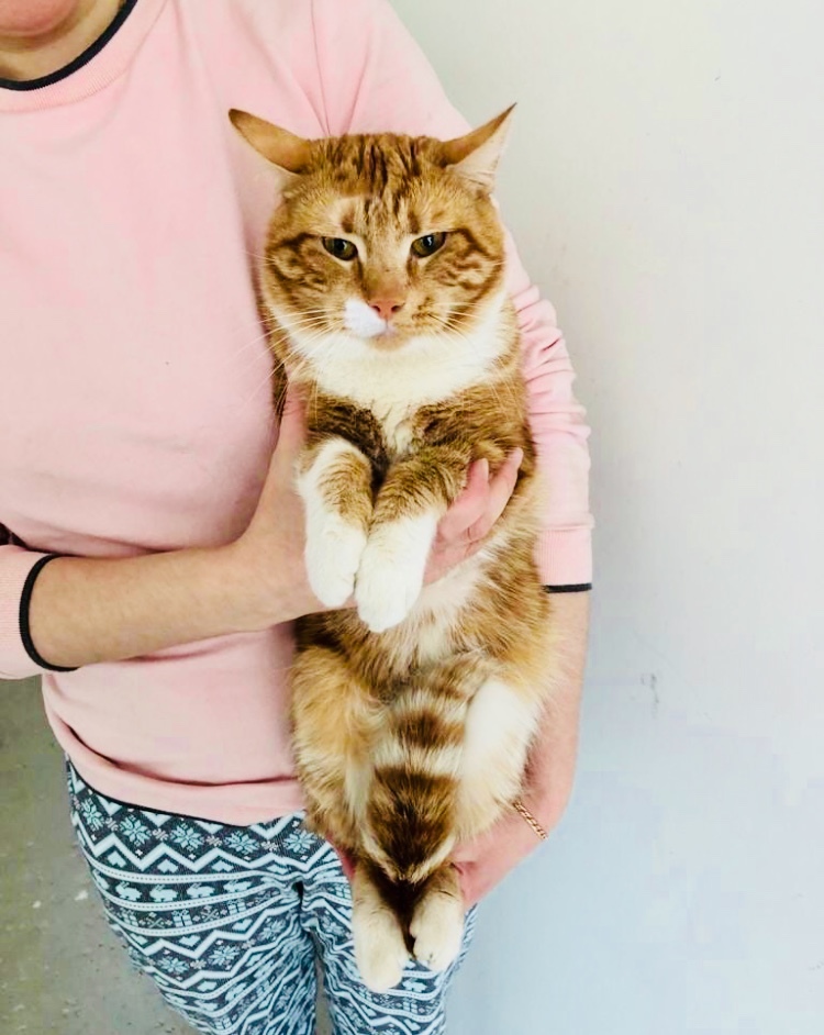 A ginger cat, who was left on the street for some reason, is looking for a home. St. Petersburg and Leningrad region - My, cat, No rating, In good hands, Saint Petersburg, Leningrad region, Animal Rescue, Redheads, Longpost