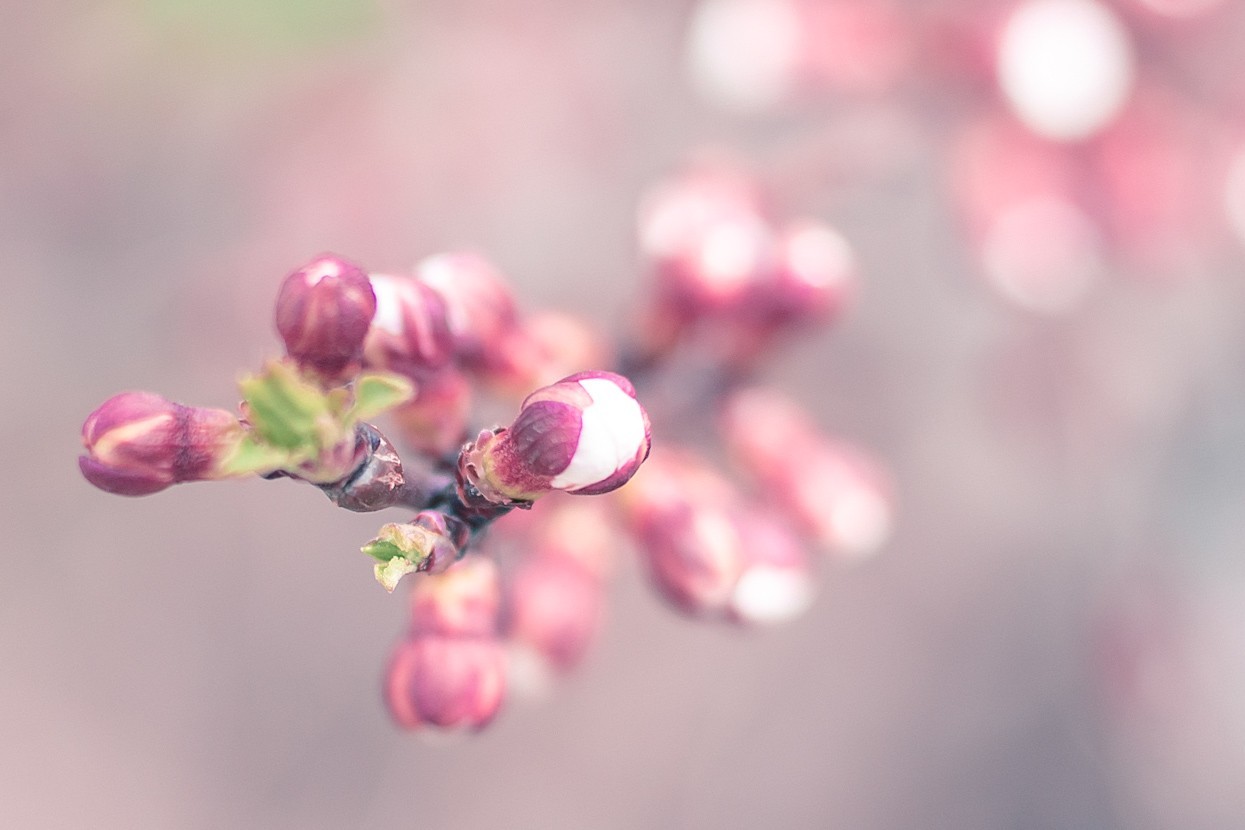 Spring in self-isolation - My, Beginning photographer, The photo, Bloom, I want criticism, Longpost