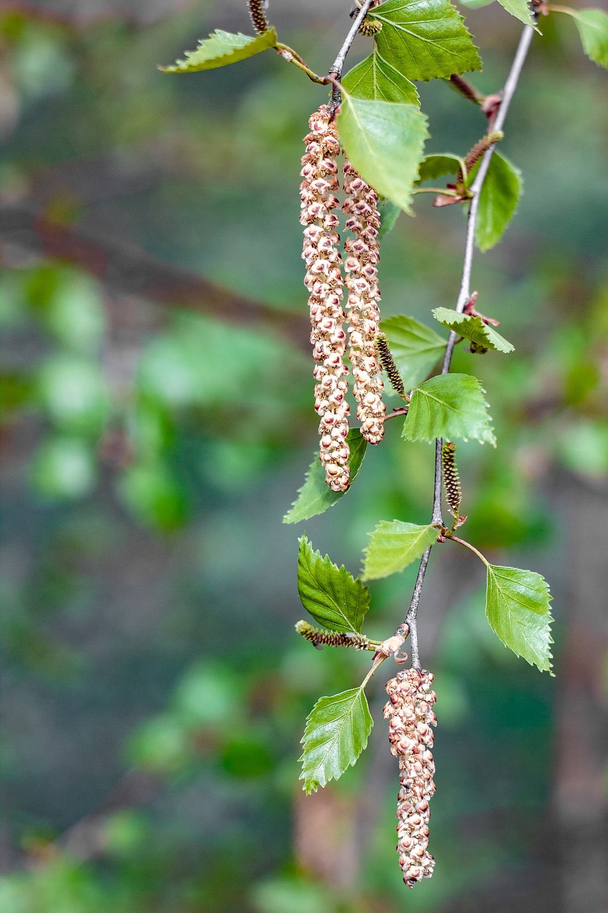 Spring in self-isolation - My, Beginning photographer, The photo, Bloom, I want criticism, Longpost