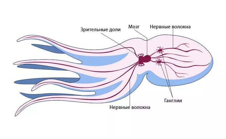 Параллельная эволюция. Животное, способное составить конкуренцию человеку - Осьминог, Море, Наука, Риа Новости, Длиннопост