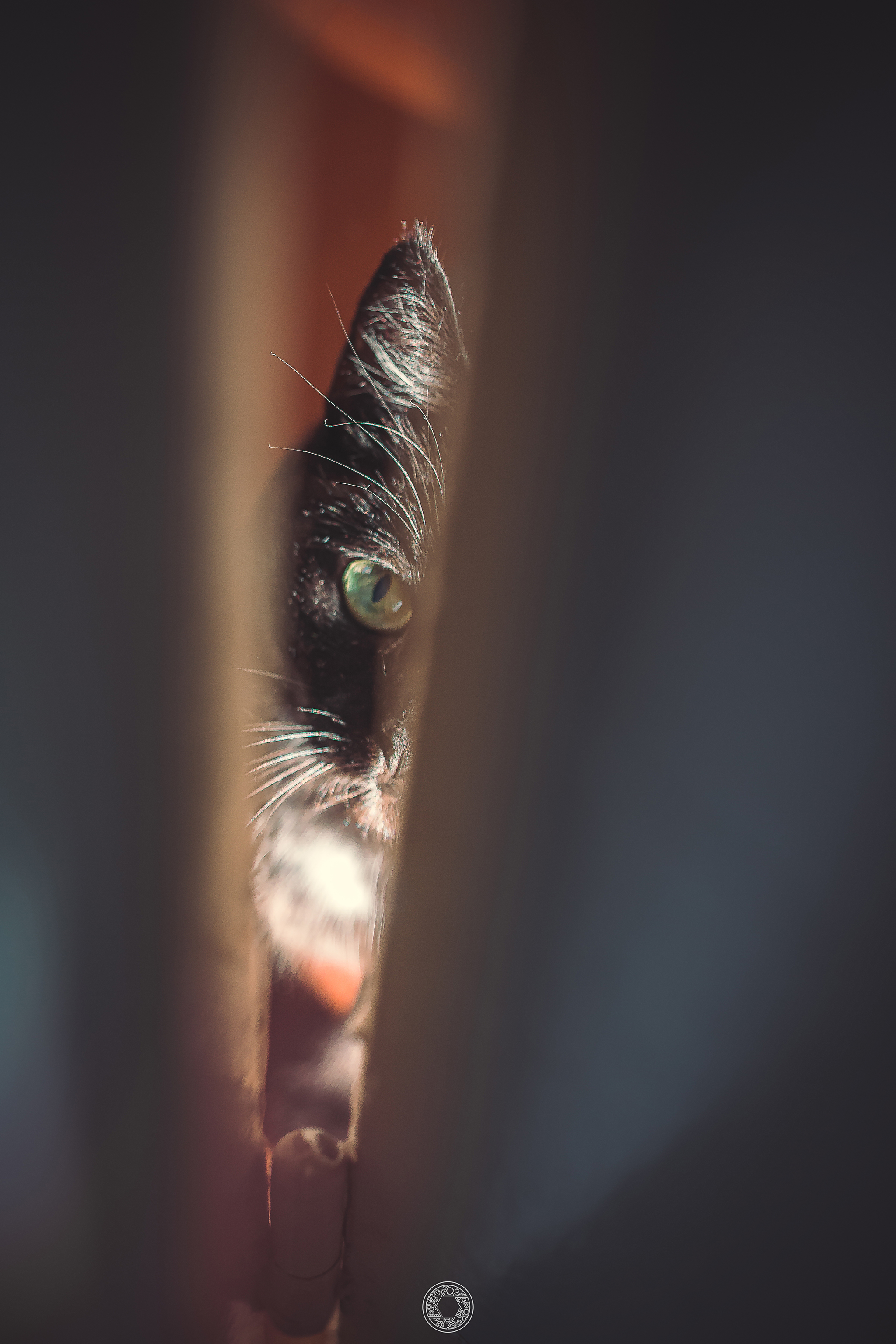 So meow - My, cat, Manual optics, Longpost, I want criticism