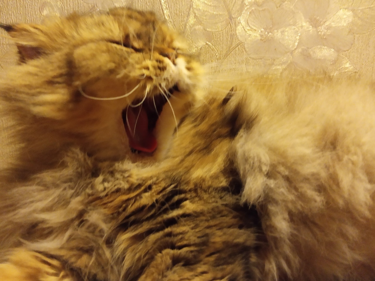 Yawning animals)) - My, cat, Time to sleep, Yawn