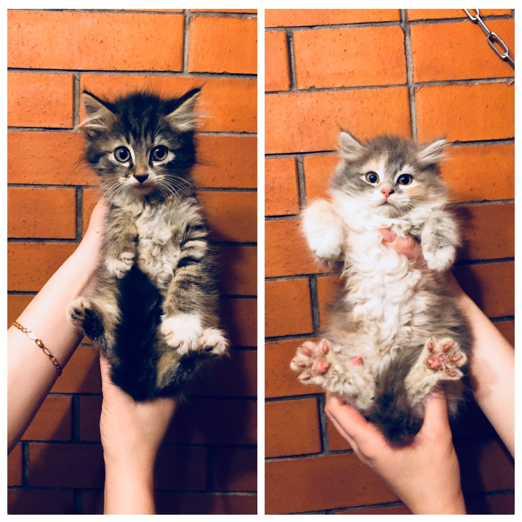 Two kittens rescued from the basement today are looking for their home. Girl and boy. St. Petersburg and Leningrad Region [UPD Hosts found] - My, cat, No rating, Saint Petersburg, Leningrad region, In good hands, Animal Rescue, Kittens, Longpost