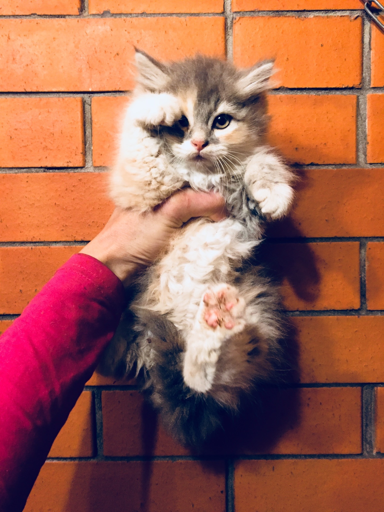 Two kittens rescued from the basement today are looking for their home. Girl and boy. St. Petersburg and Leningrad Region [UPD Hosts found] - My, cat, No rating, Saint Petersburg, Leningrad region, In good hands, Animal Rescue, Kittens, Longpost