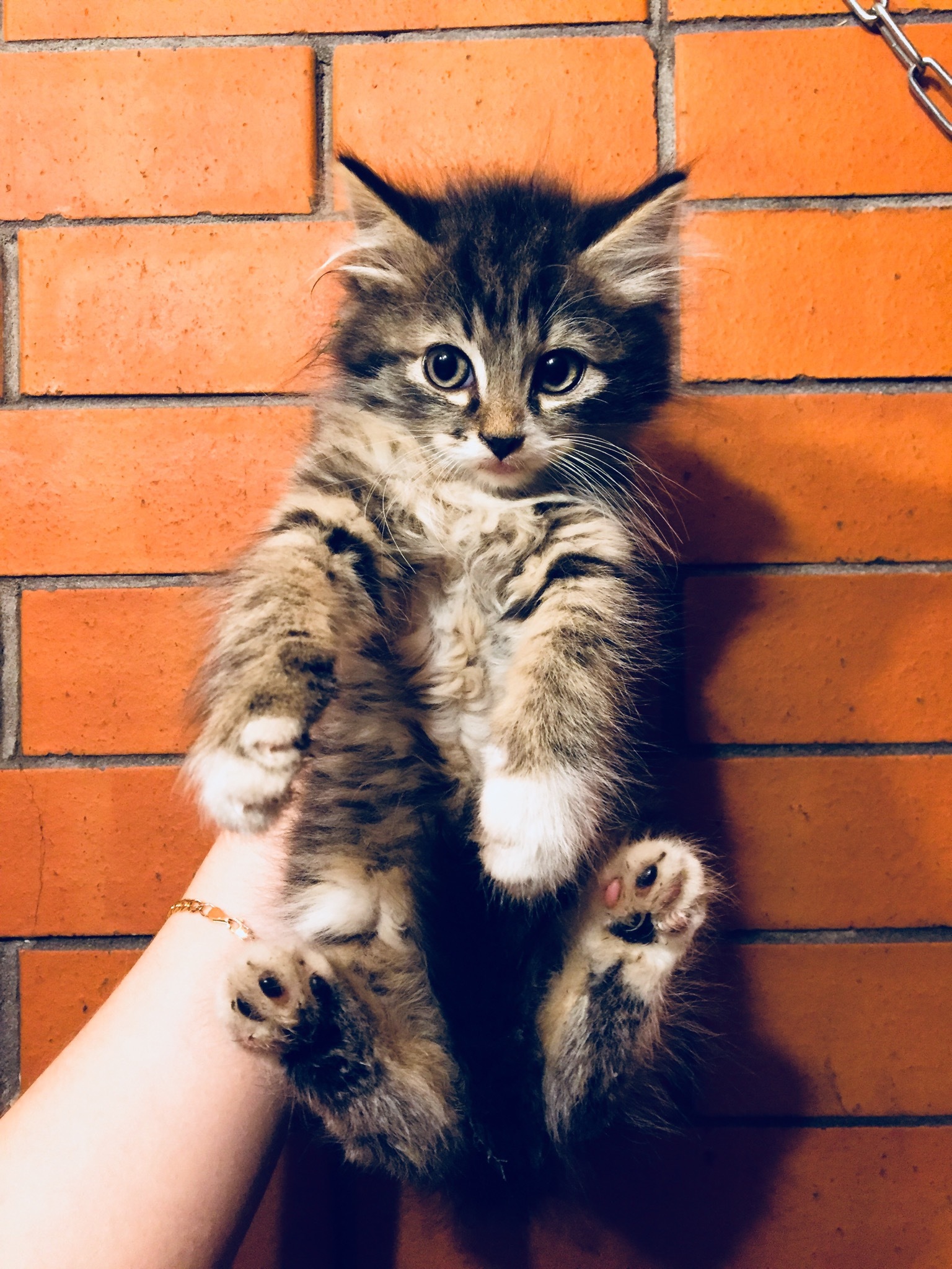 Two kittens rescued from the basement today are looking for their home. Girl and boy. St. Petersburg and Leningrad Region [UPD Hosts found] - My, cat, No rating, Saint Petersburg, Leningrad region, In good hands, Animal Rescue, Kittens, Longpost