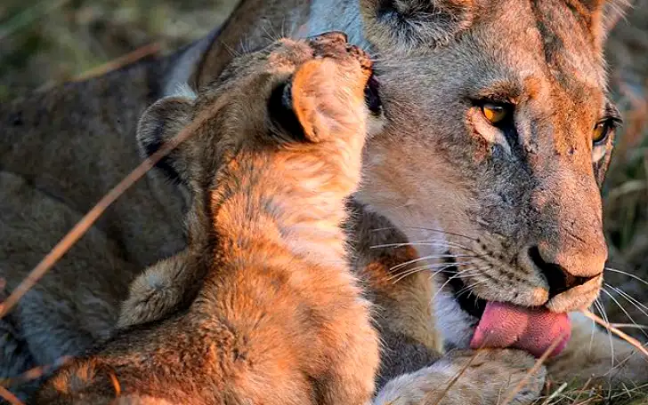 Tender bite - a lion, Kus, Milota, Lioness, Lion cubs, Big cats, Wild animals, The photo