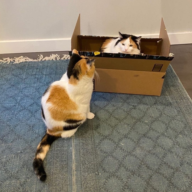 Well, we've finished playing with this quantum entanglement. - Box and cat, Box, Shroedinger `s cat, cat