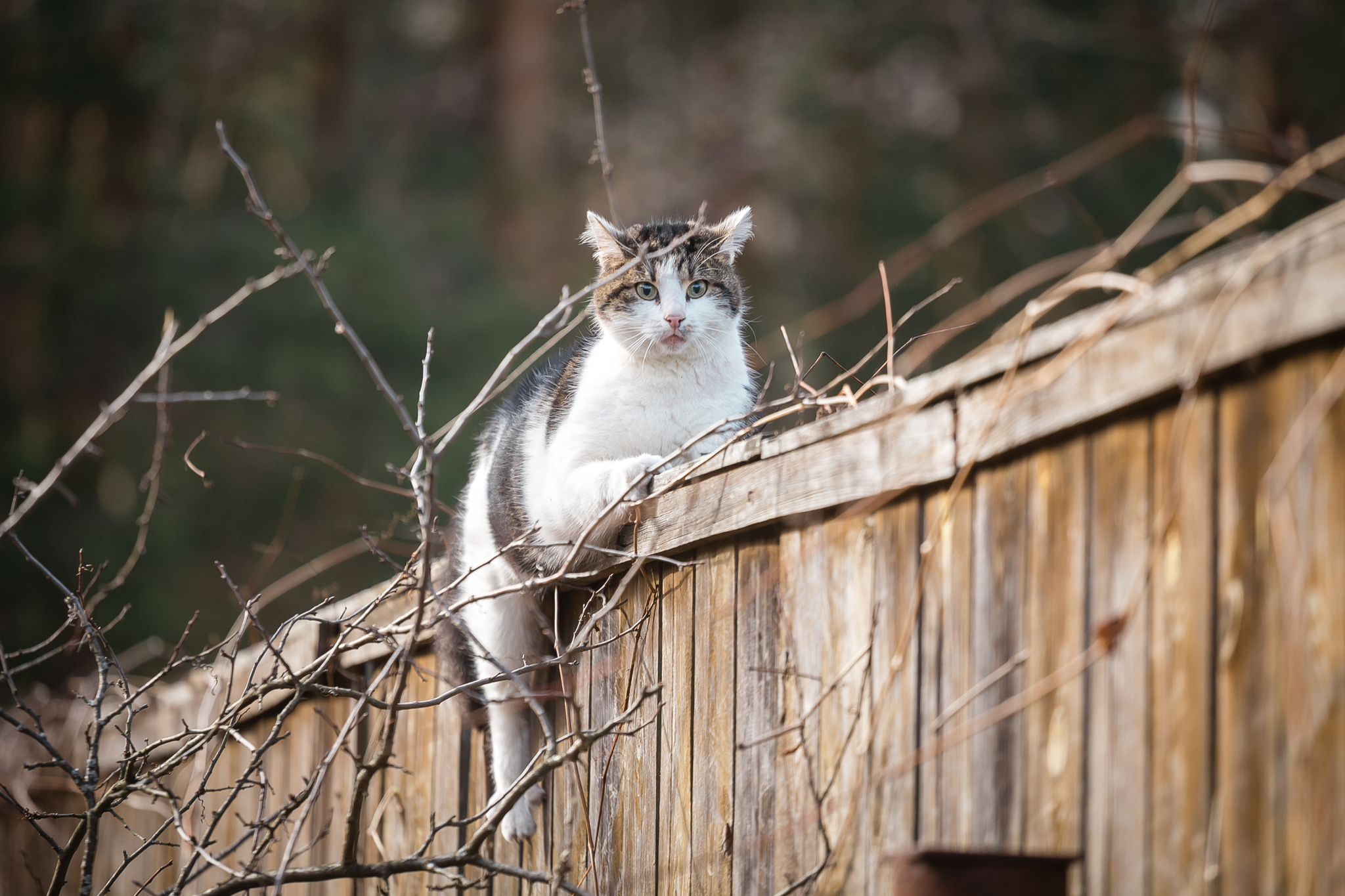 Uninvited guest - My, cat, Dog, Cats and dogs together, Village, The photo, Longpost