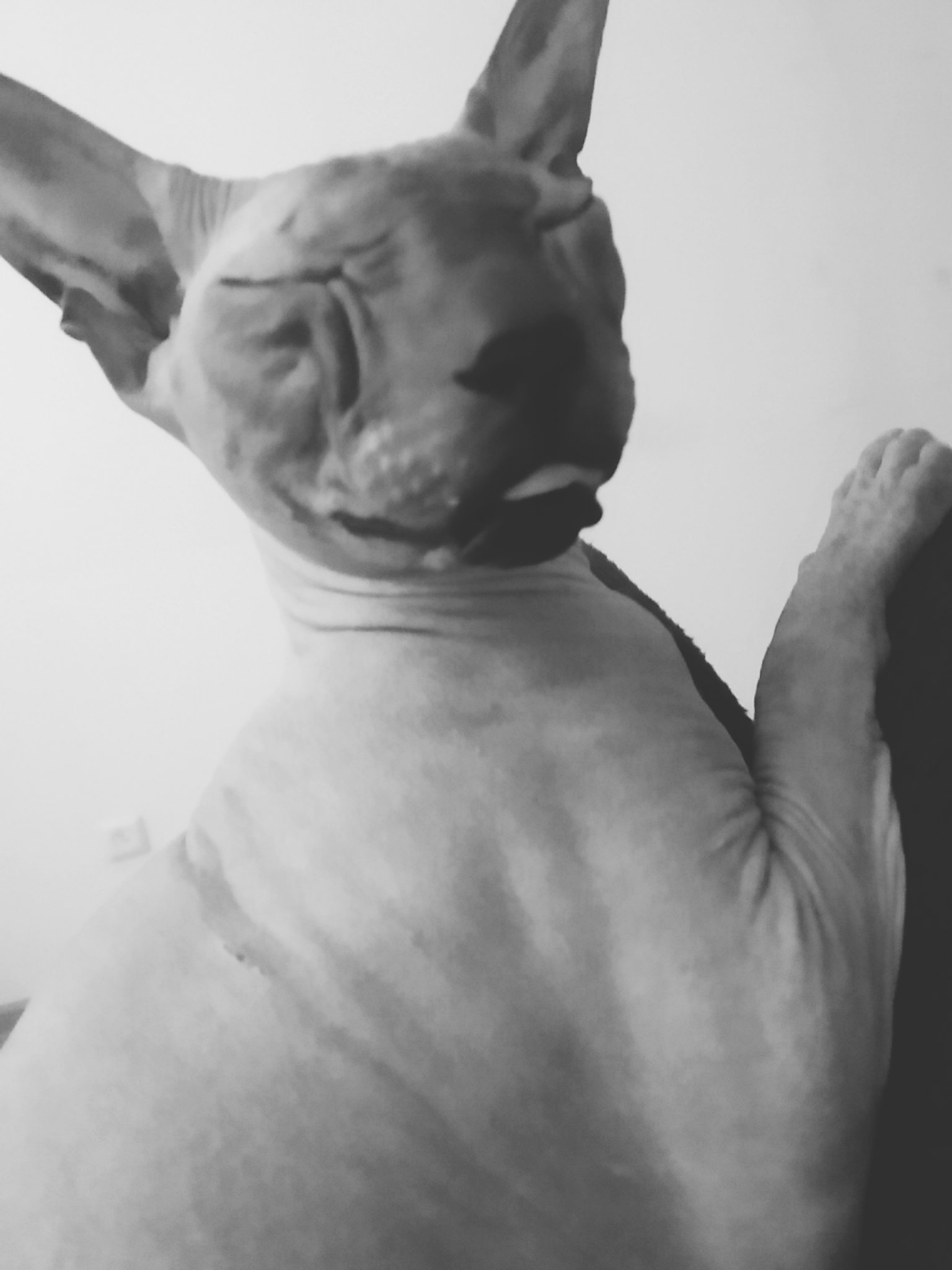 Hey cats - My, Don Sphynx, Bengal cat, Longpost, cat