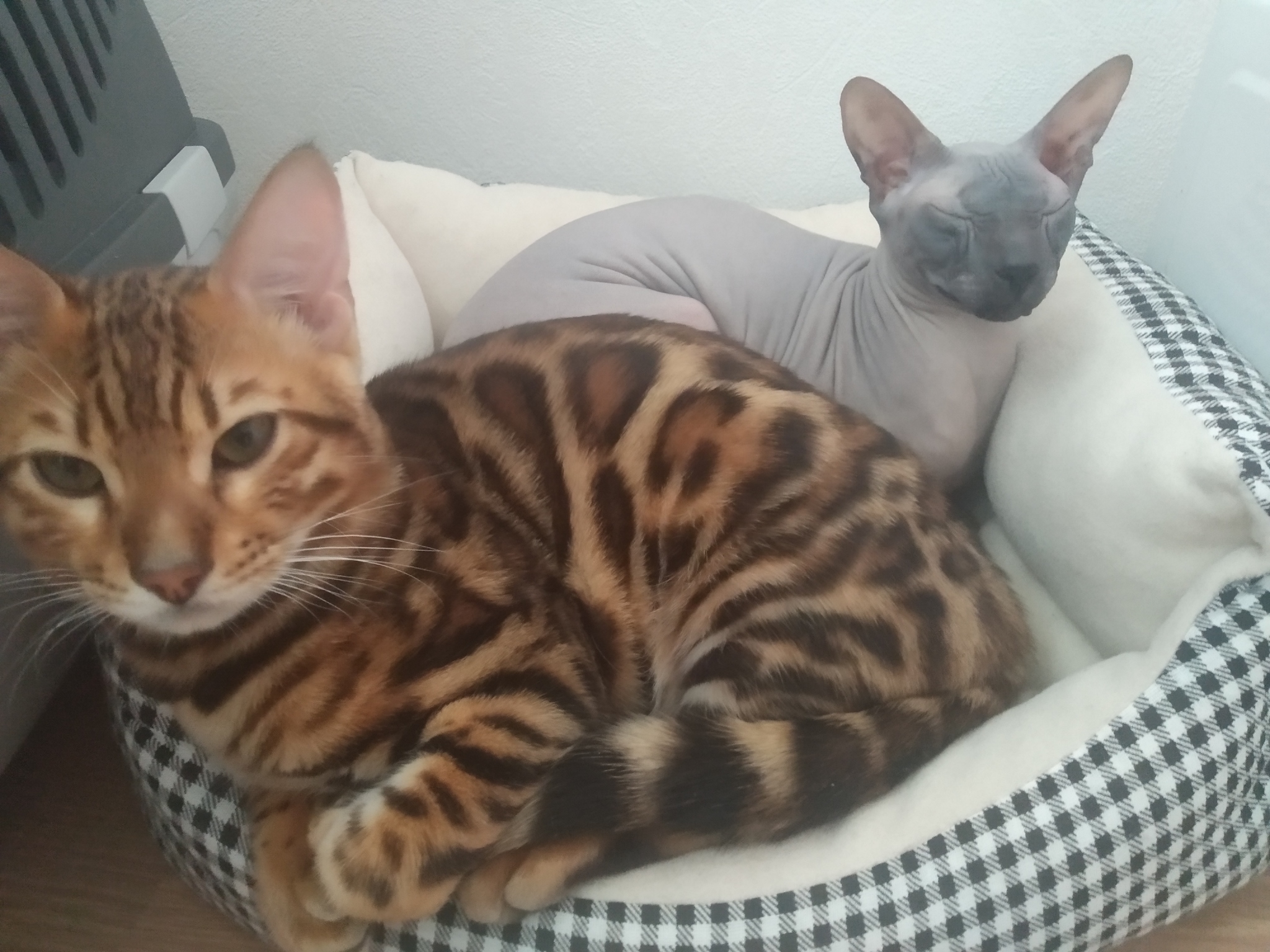 Hey cats - My, Don Sphynx, Bengal cat, Longpost, cat