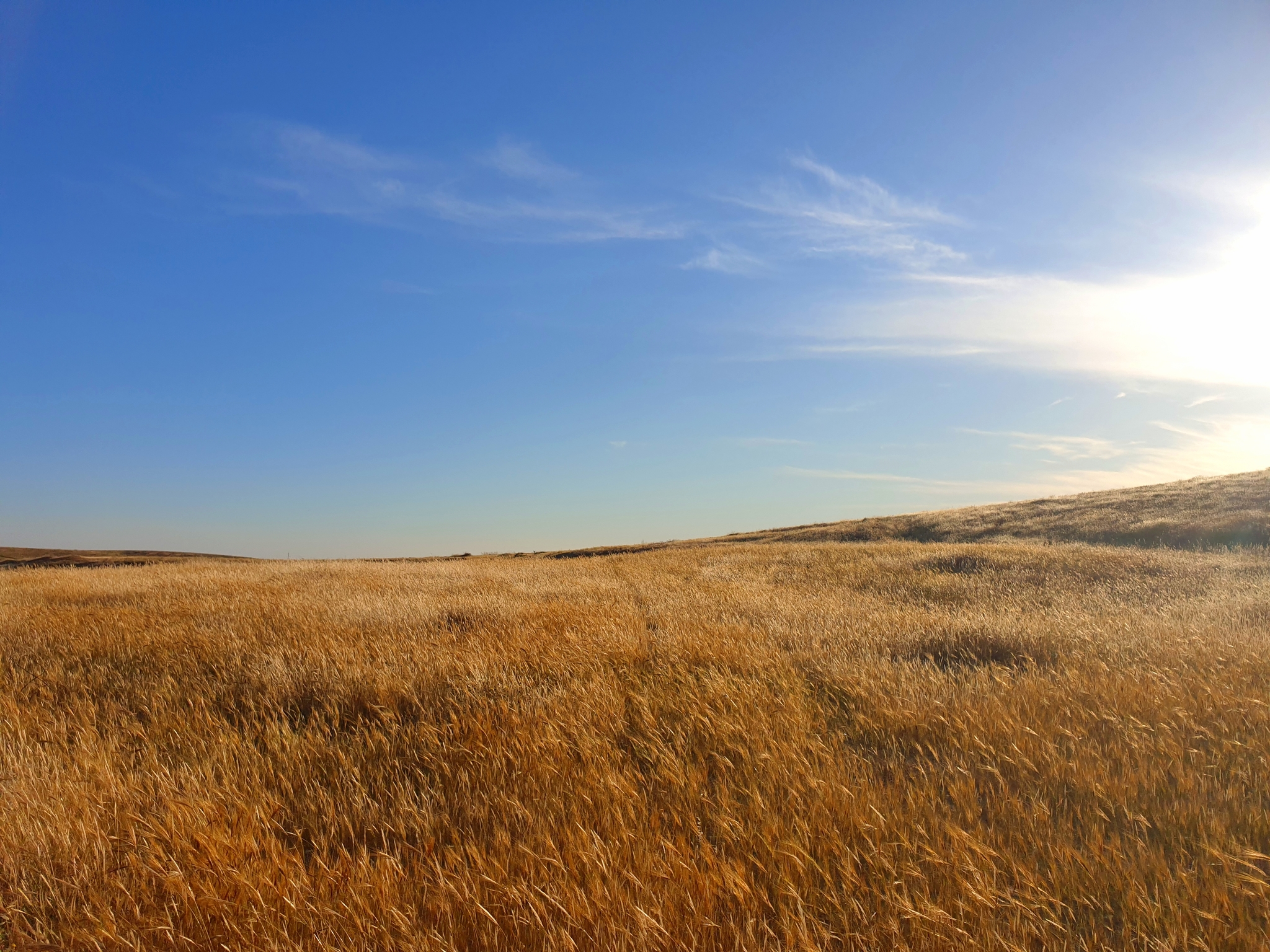 Negev desert - south of Israel - My, Negev, Gold, Longpost