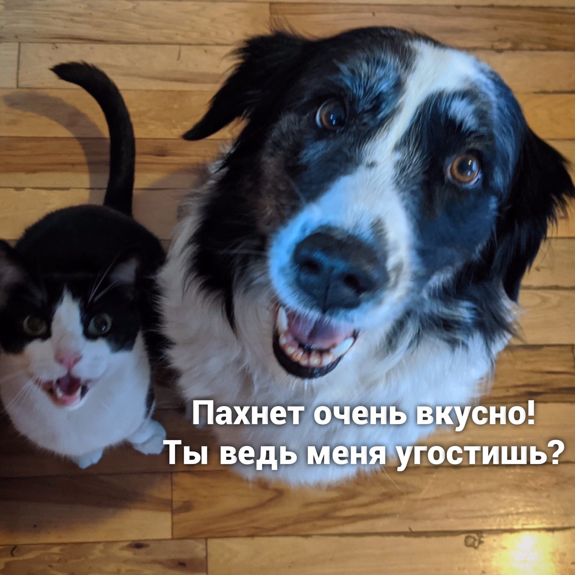 Difference between cat and dog - cat, Dog, Picture with text, Longpost