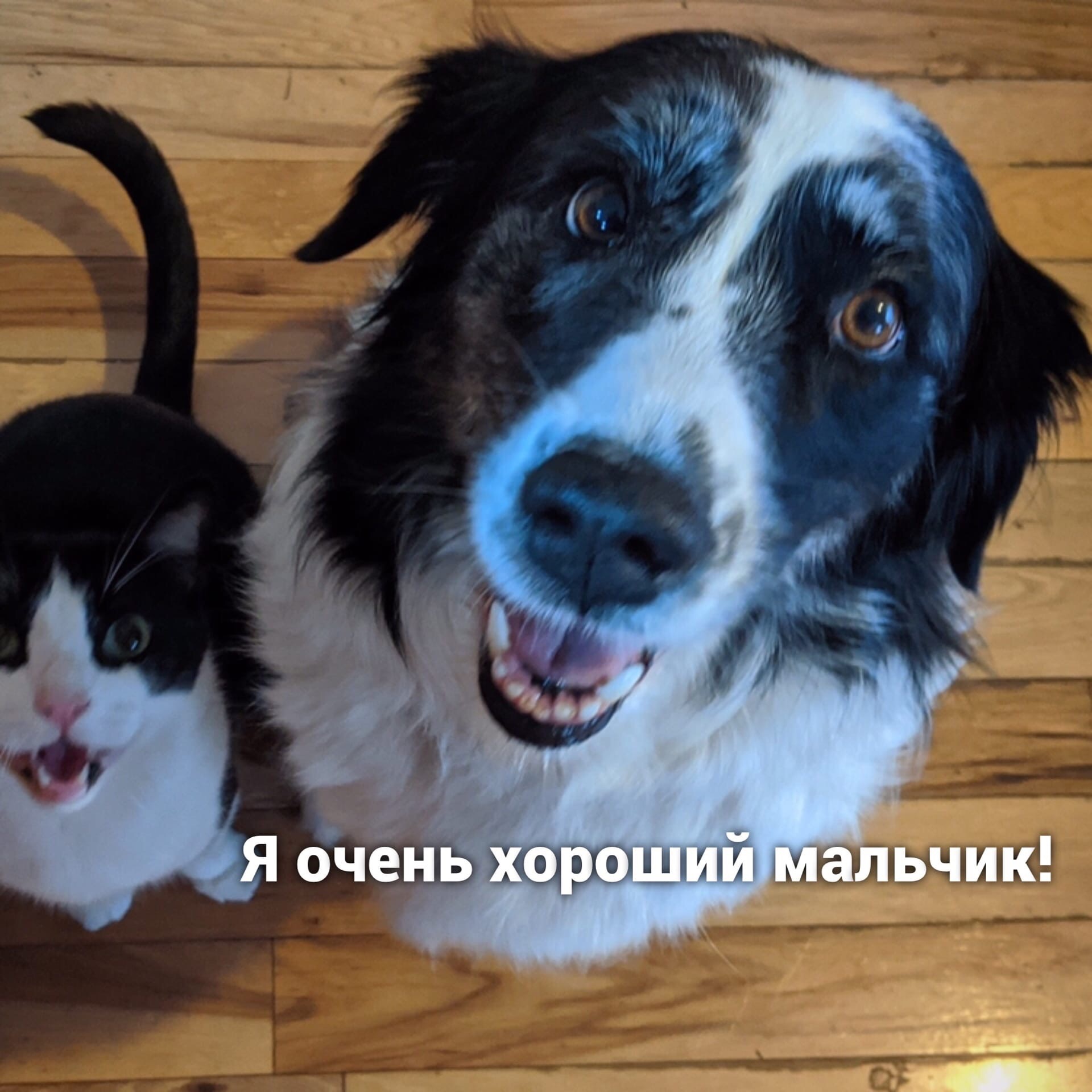 Difference between cat and dog - cat, Dog, Picture with text, Longpost